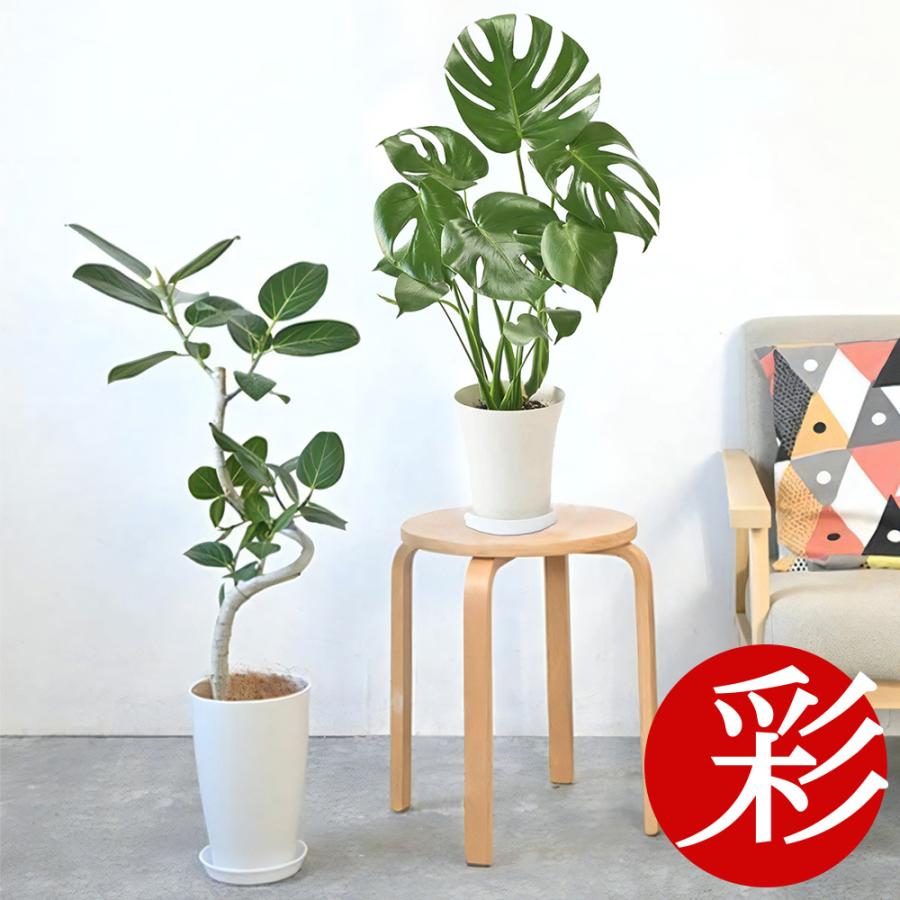 観葉植物 本物 2鉢セット ベンガルボダイジュ（フィカス