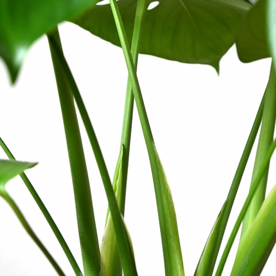 観葉植物 本物 2鉢セット ベンガルボダイジュ（フィカス