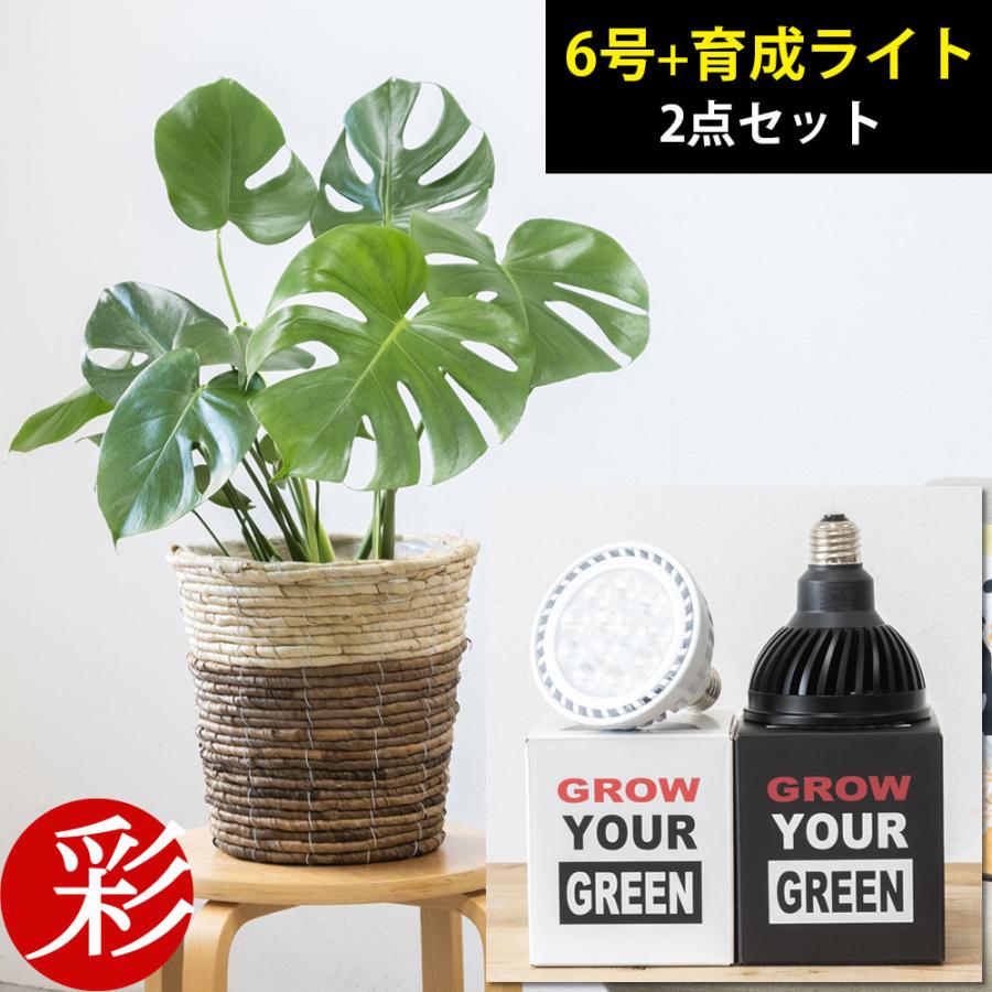 観葉植物 本物 選べる 6号鉢＋観葉植物用育成ライト 鉢カバー付き