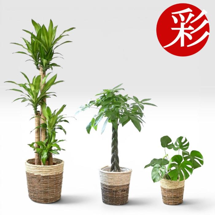 その他観葉植物 okura 置くだけでプロ仕様！ 観葉植物 3種セット（10号・8号・6号） 幸福の木