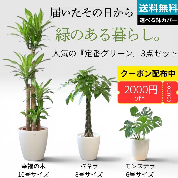 観葉植物 3点セット パキラ ユッカ ゴムの木 置くだけでプロ仕様！ 観葉植物 3種セット（10号・8号・6号） 幸福の木