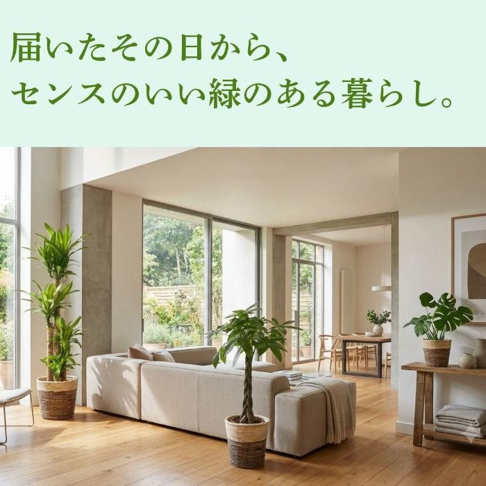 置くだけでプロ仕様！ 観葉植物 3種セット（10号・8号・6号） 幸福の木