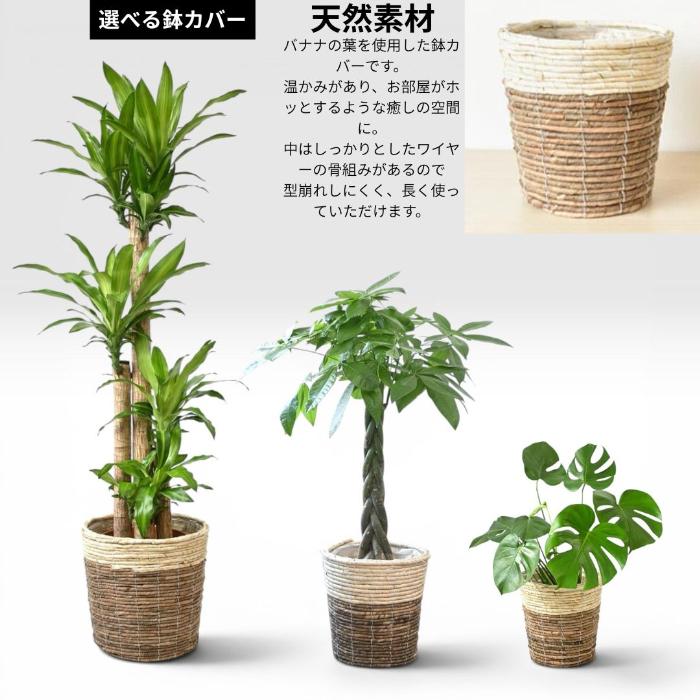 置くだけでプロ仕様！ 観葉植物 3種セット（10号・8号・6号） 幸福の木