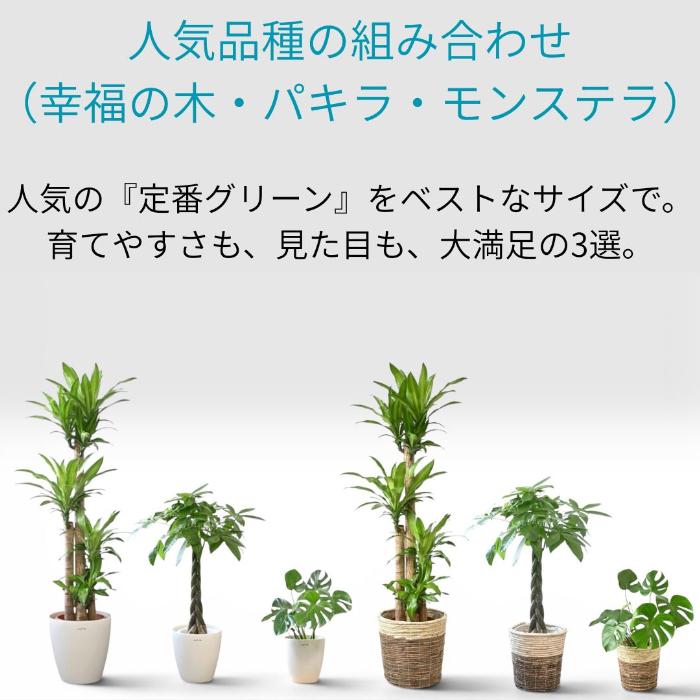 置くだけでプロ仕様！ 観葉植物 3種セット（10号・8号・6号） 幸福の木