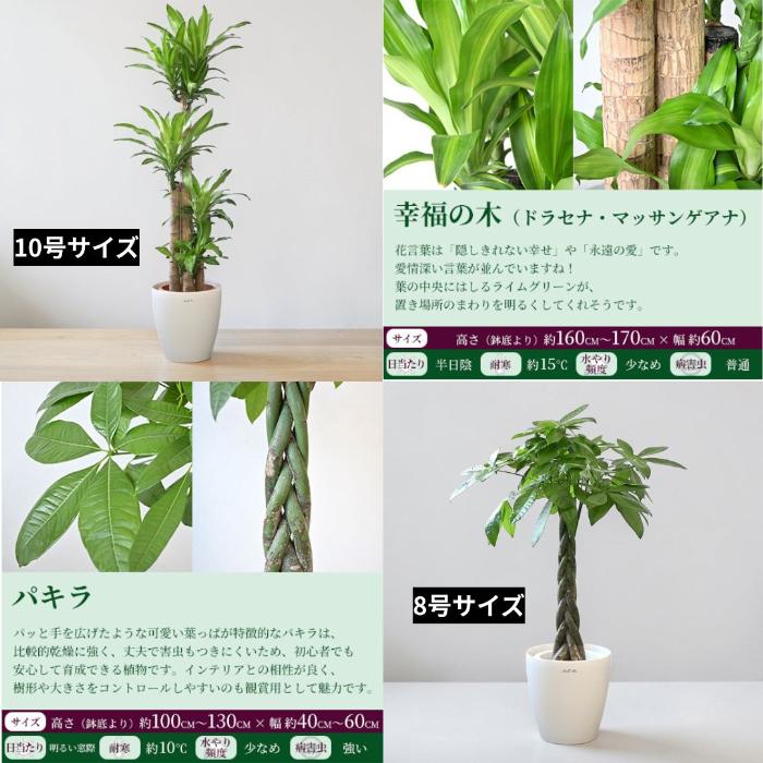 置くだけでプロ仕様！ 観葉植物 3種セット（10号・8号・6号） 幸福の木