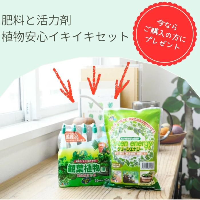 置くだけでプロ仕様！ 観葉植物 3種セット（10号・8号・6号） 幸福の木