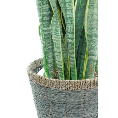 観葉植物 サンスベリア 8号鉢 大型 室内用 インテリア おしゃれ サンセベリア ローレンティー 通販 人気 Rg 観葉植物の専門店 彩植健美 通販 Yahoo ショッピング