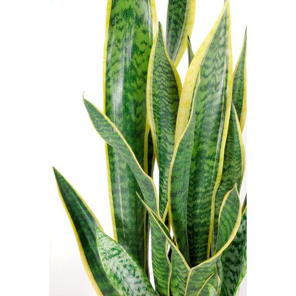 観葉植物 サンスベリア 8号鉢 大型 室内用 インテリア おしゃれ サンセベリア ローレンティー 通販 人気 Rg 観葉植物の専門店 彩植健美 通販 Yahoo ショッピング