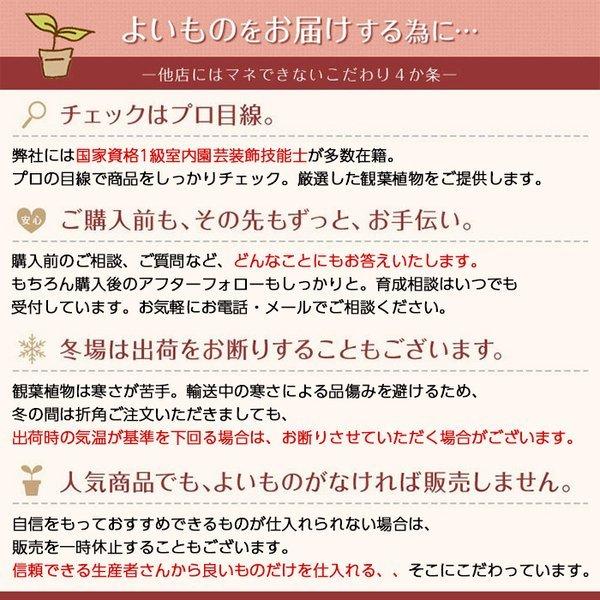 観葉植物 サンスベリア 8号鉢 大型 室内用 インテリア おしゃれ サンセベリア ローレンティー 通販 人気 Rg 観葉植物の専門店 彩植健美 通販 Yahoo ショッピング