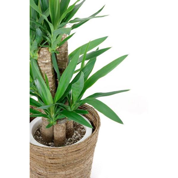 観葉植物 ユッカ・エレファンティペス 8号鉢 寒さに強い 青年の木 青年 