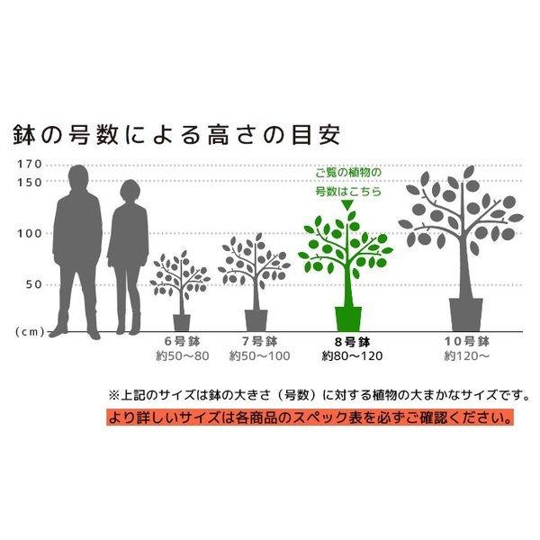 観葉植物 パキラ 8号鉢 大型 室内用 インテリア おしゃれ 通販 人気 Rg 観葉植物の専門店 彩植健美 通販 Yahoo ショッピング