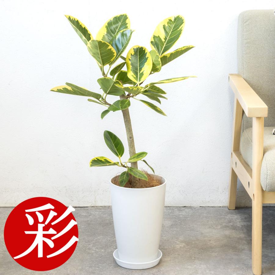 観葉植物 本物 フィカス・アルテシーマ・バリエガタ 直幹 7号鉢 ロング