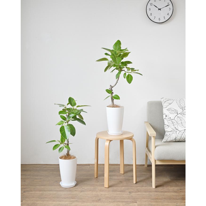 観葉植物 本物 フィカス・アルテシーマ・バリエガタ 直幹 7号鉢 ロング