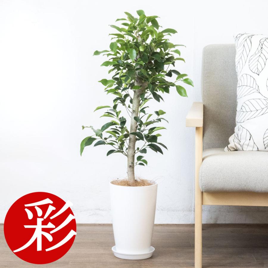 観葉植物 本物 フィカス・ガジュマル 7号鉢 ロングポット プラ鉢 大型