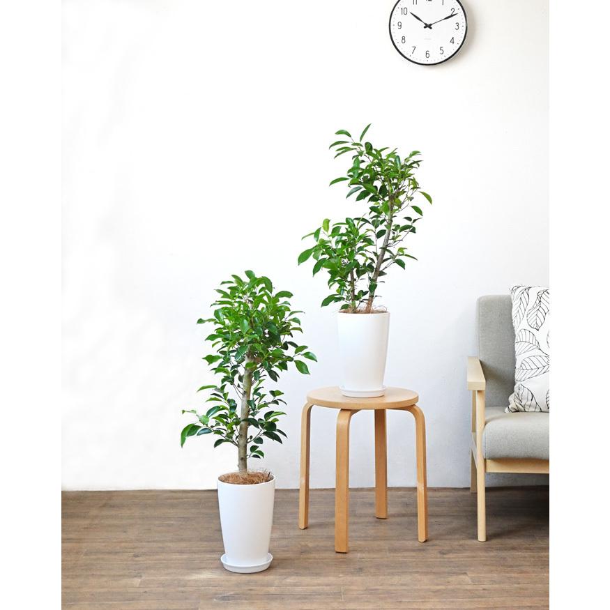 観葉植物 本物 フィカス・ガジュマル 7号鉢 ロングポット プラ鉢 大型