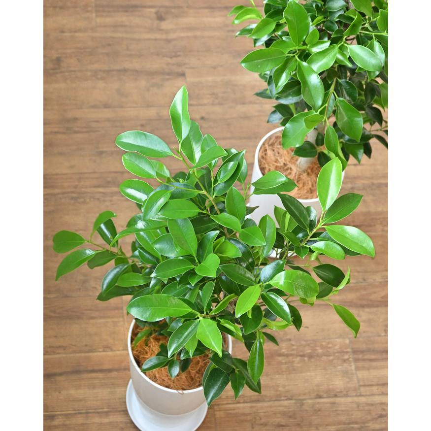 観葉植物 本物 フィカス・ガジュマル 7号鉢 ロングポット プラ鉢 大型