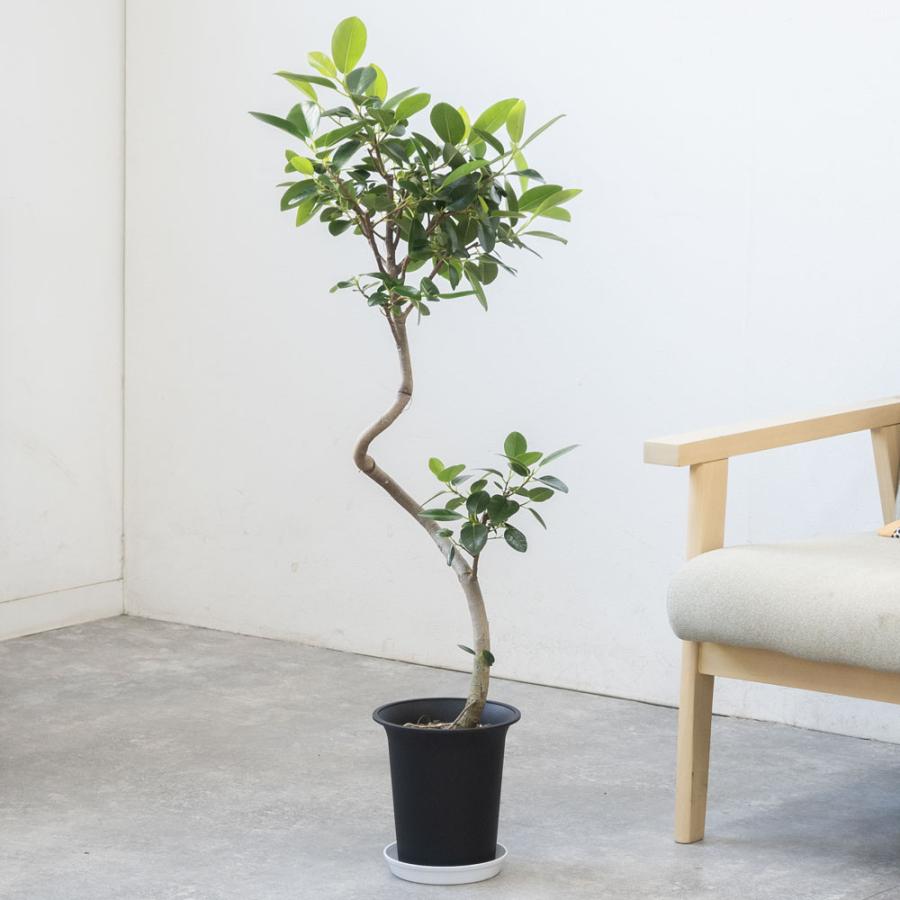 観葉植物 本物 フランスゴム（フィカス・ルビギノーザ）6号鉢