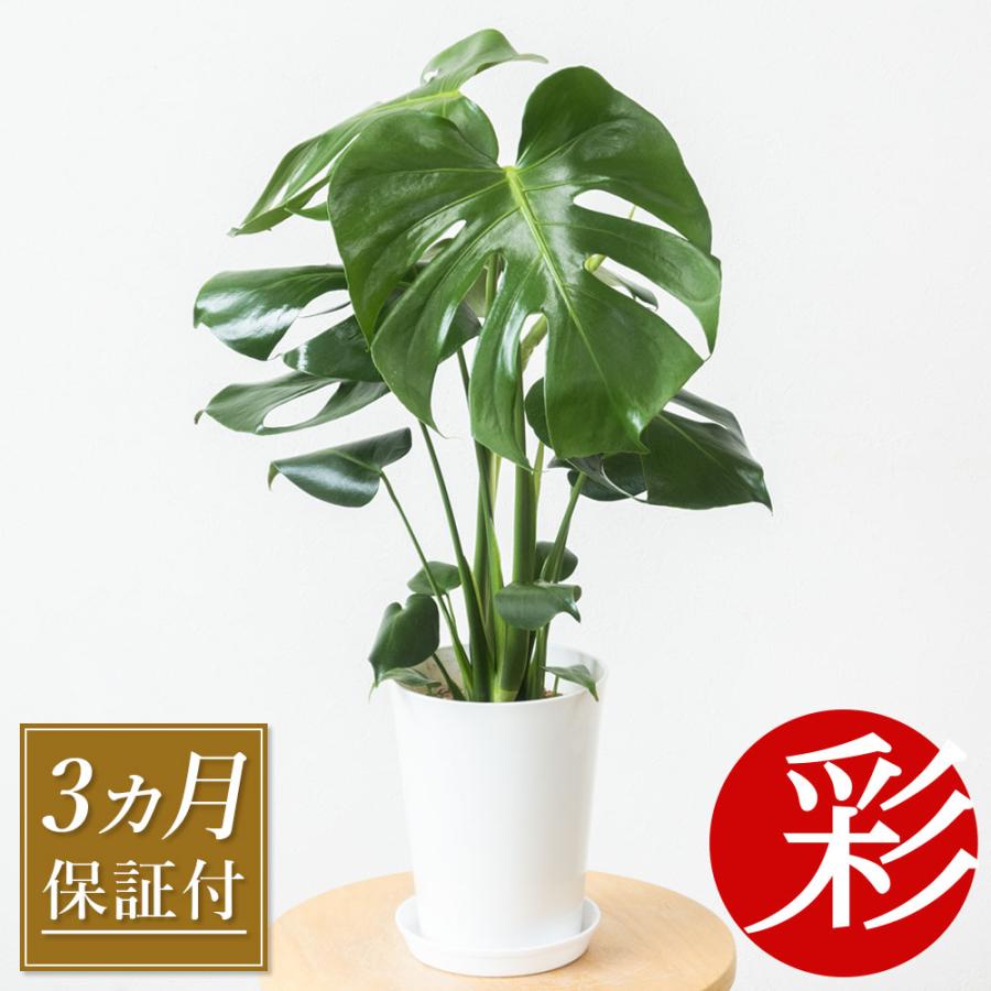 安心の3ヵ月保証付き 観葉植物 本物 モンステラ 6号鉢 プラ鉢ホワイト