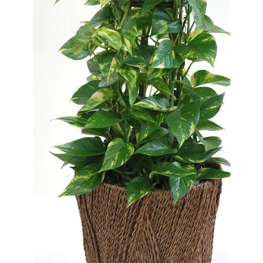 送料込 観葉植物 ポトス タワー仕立て 8号 鉢カバー 付き セット 大型 室内用 インテリア おしゃれ オウゴンカズラ 通販 人気 母の日 爆売り Www Monautoneuve Fr