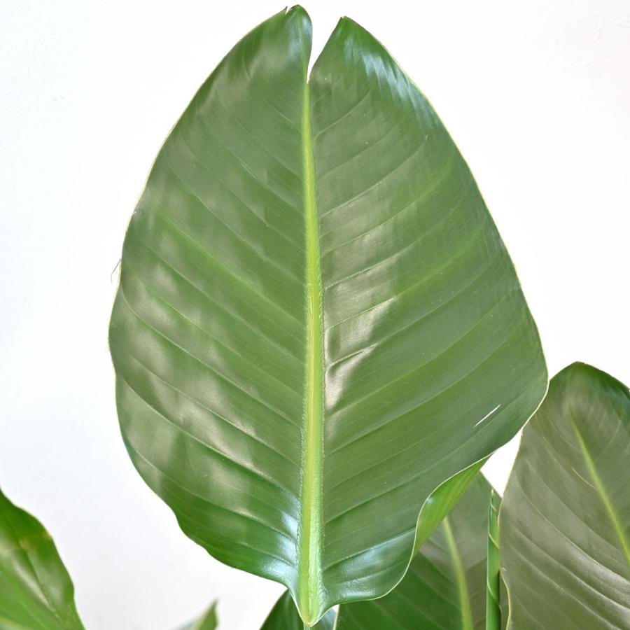 観葉植物 本物 ストレリチア オーガスタ 8号鉢 大型 室内用 観葉植物 本物 ストレリチア オーガスタ 8号鉢 大型 室内用
