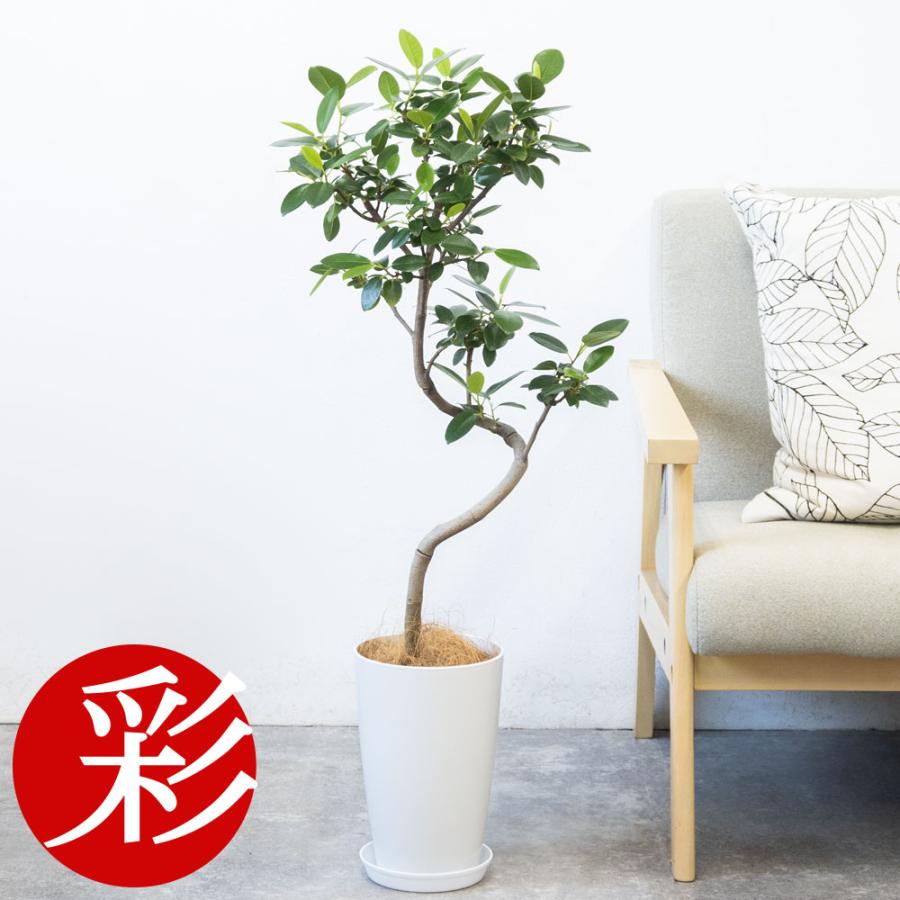 観葉植物 本物 フランスゴム（フィカス・ルビギノーザ）曲がり樹形 7号