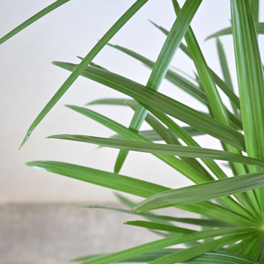 観葉植物 本物 シュロチク 8号鉢 大型 棕櫚竹 通販 人気 日陰に 観葉植物 本物 シュロチク 8号鉢 大型 棕櫚竹 通販 人気 日陰に