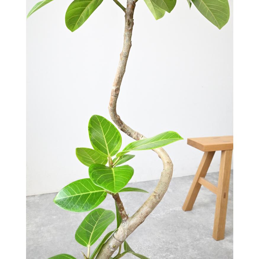 観葉植物 本物 フィカス・アルテシーマ・バリエガタ 7号鉢 曲がり樹形