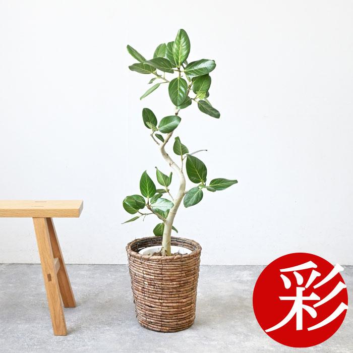 観葉植物 本物 フィカス・ベンガレンシス 7号鉢 らせん樹形 観葉植物 本物 フィカス・ベンガレンシス 7号鉢 らせん樹形