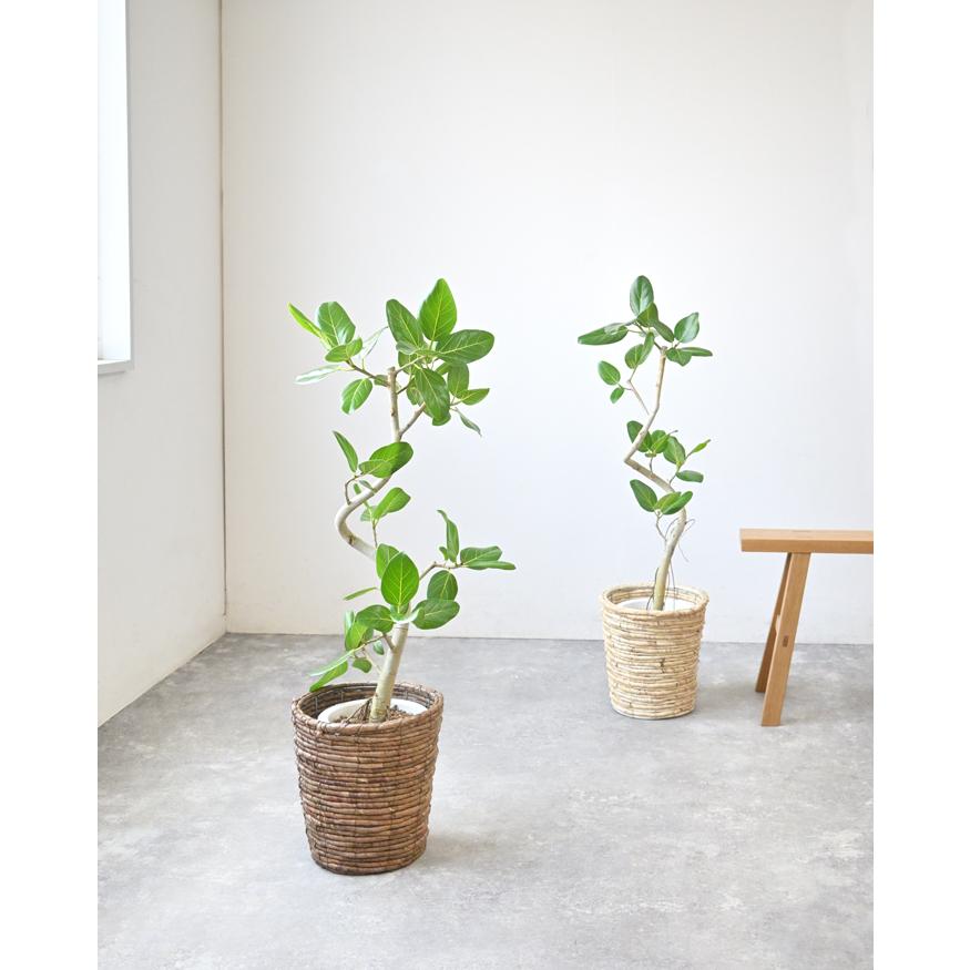 観葉植物 本物 フィカス・ベンガレンシス 7号鉢 らせん樹形 観葉植物 本物 フィカス・ベンガレンシス 7号鉢 らせん樹形