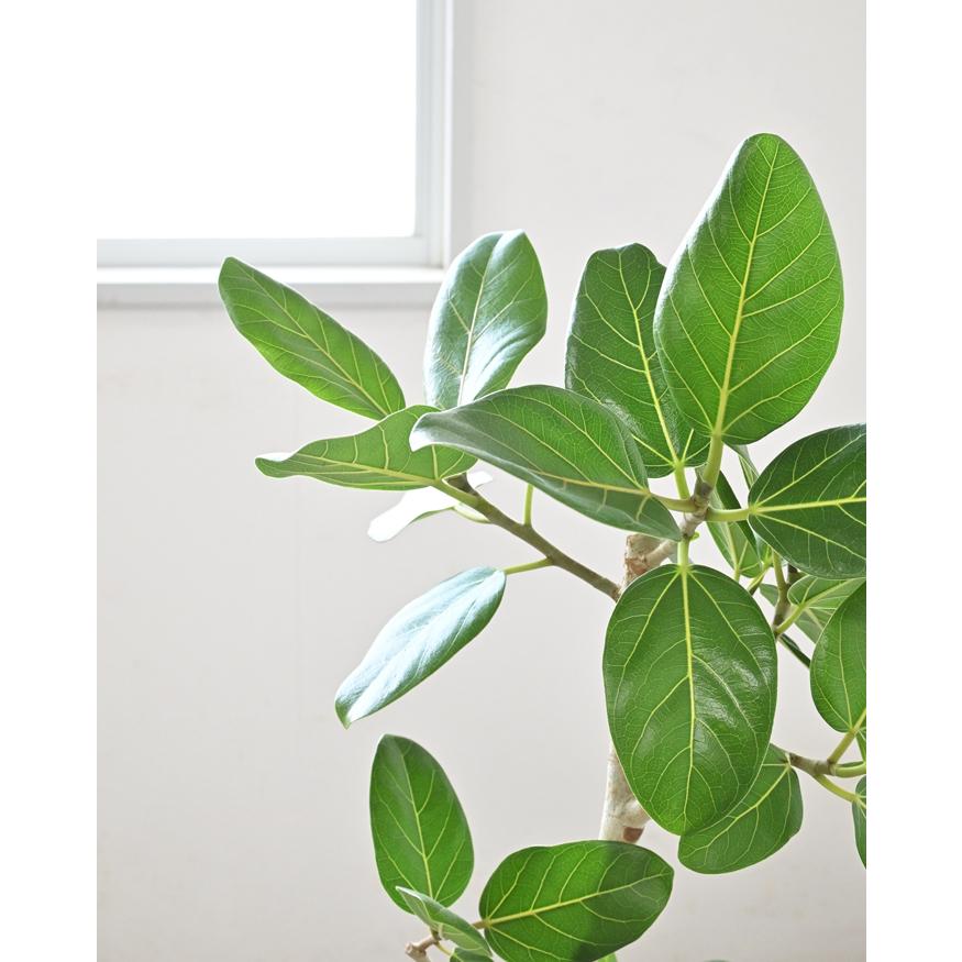観葉植物 本物 フィカス・ベンガレンシス 7号鉢 らせん樹形 観葉植物 本物 フィカス・ベンガレンシス 7号鉢 らせん樹形