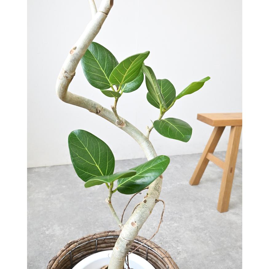 観葉植物 本物 フィカス・ベンガレンシス 7号鉢 らせん樹形 観葉植物 本物 フィカス・ベンガレンシス 7号鉢 らせん樹形