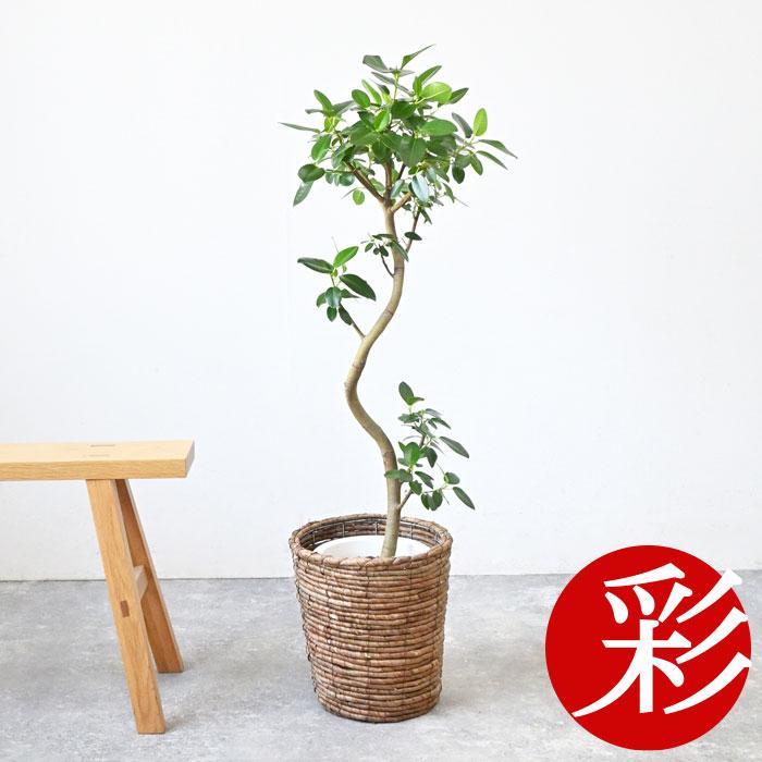 観葉植物 本物 フランスゴム(フィカス・ルビギノーサ)7号鉢 観葉植物 本物 フランスゴム(フィカス・ルビギノーサ)7号鉢