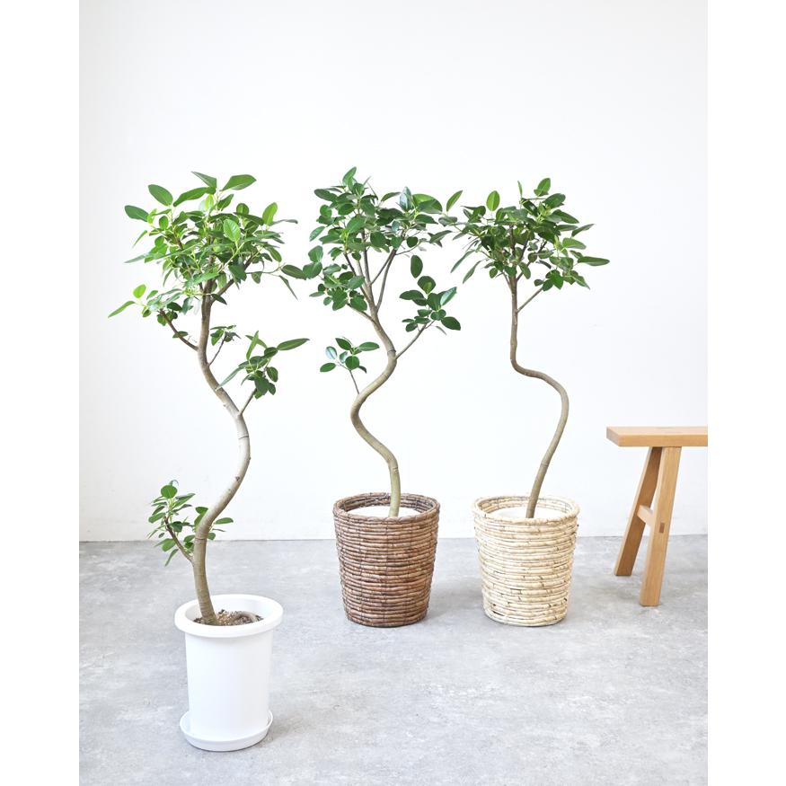 観葉植物 本物 フランスゴム(フィカス・ルビギノーサ)7号鉢 観葉植物 本物 フランスゴム(フィカス・ルビギノーサ)7号鉢