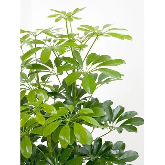観葉植物 ホンコンカポック 10号鉢 大型 室内用 インテリア おしゃれ 通販 人気 母の日 Rg 観葉植物の専門店 彩植健美 通販 Yahoo ショッピング