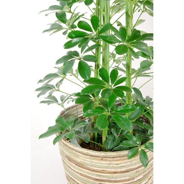 観葉植物 ホンコンカポック 10号鉢 大型 室内用 インテリア おしゃれ 通販 人気 母の日 Rg 観葉植物の専門店 彩植健美 通販 Yahoo ショッピング