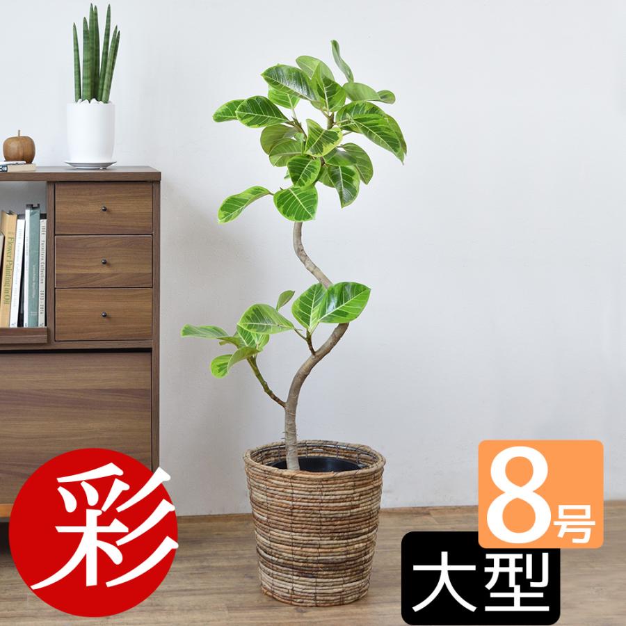 観葉植物 本物 フィカス アルテシーマ バリエガタ 8号鉢 曲がり 観葉植物 本物 フィカス アルテシーマ バリエガタ 8号鉢 曲がり