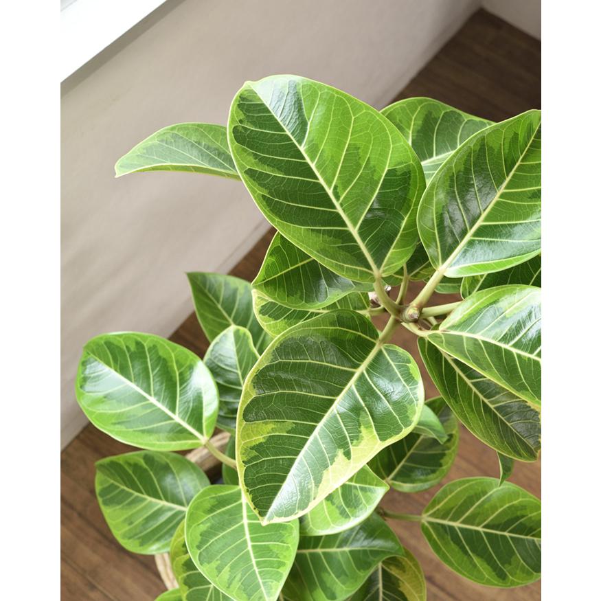 観葉植物 本物 フィカス アルテシーマ バリエガタ 8号鉢 曲がり 観葉植物 本物 フィカス アルテシーマ バリエガタ 8号鉢 曲がり