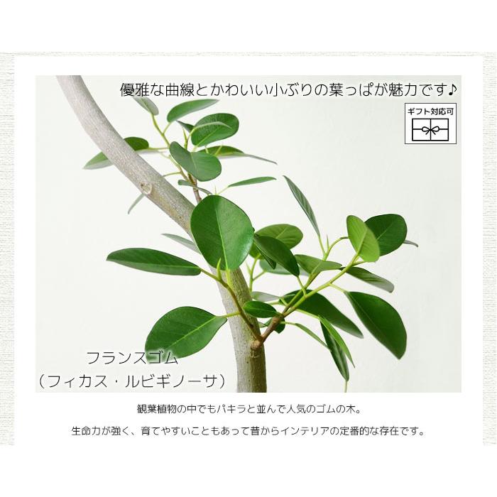 観葉植物 本物 フランスゴムの木 フィカス ルビギノーサ 8号鉢 大型