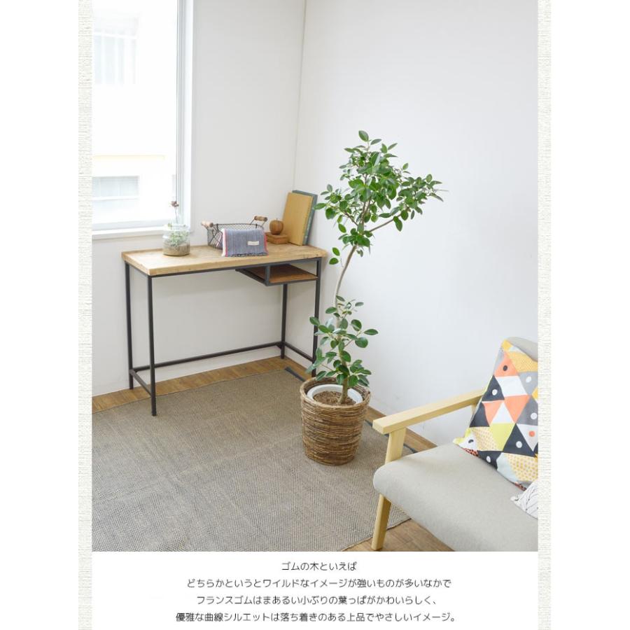 観葉植物 本物 フランスゴムの木 フィカス ルビギノーサ 8号鉢 大型