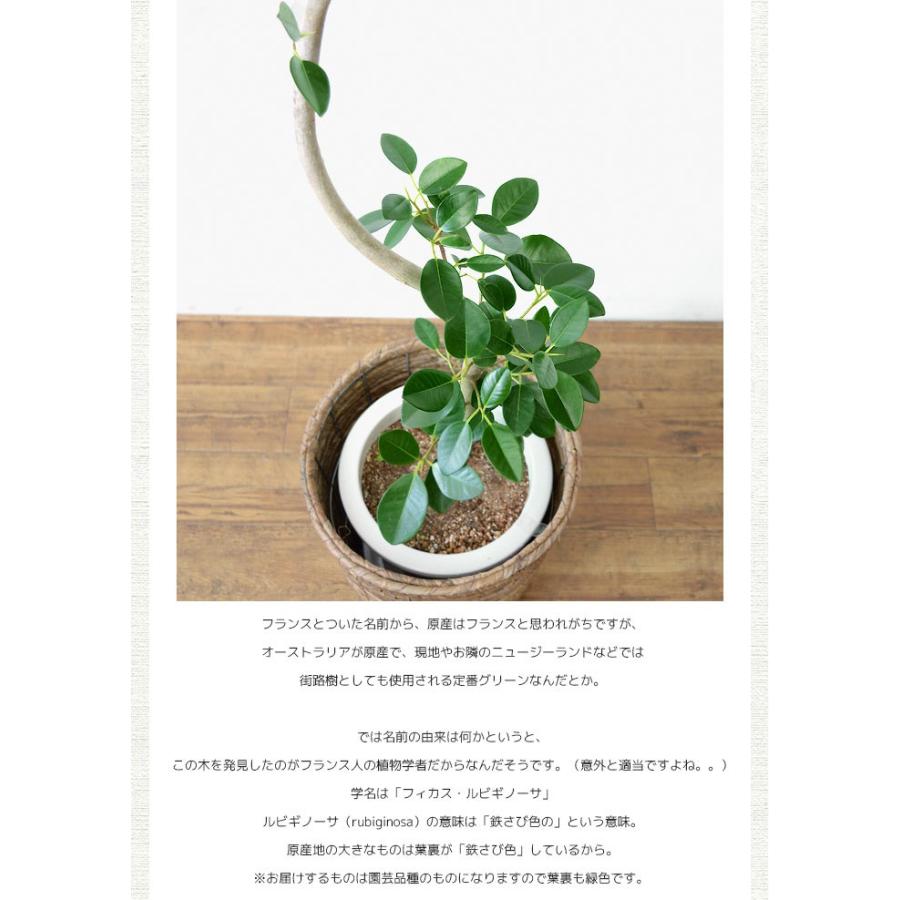 観葉植物 本物 フランスゴムの木 フィカス ルビギノーサ 8号鉢 大型