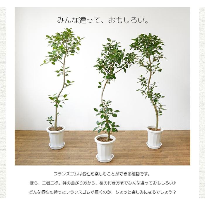 観葉植物 フランスゴムの木 フィカス ルビギノーサ 8号鉢 大型 室内用