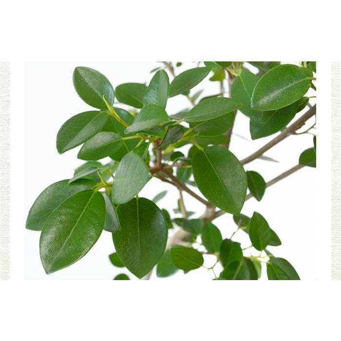 観葉植物 本物 フランスゴムの木 フィカス ルビギノーサ 8号鉢 大型