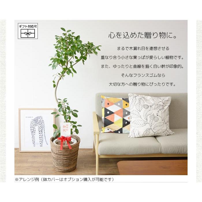 観葉植物 本物 フランスゴムの木 フィカス ルビギノーサ 8号鉢 大型