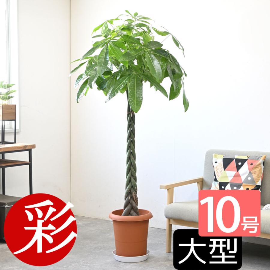 観葉植物 パキラ 10号鉢 大型 室内用 インテリア おしゃれ 通販 人気