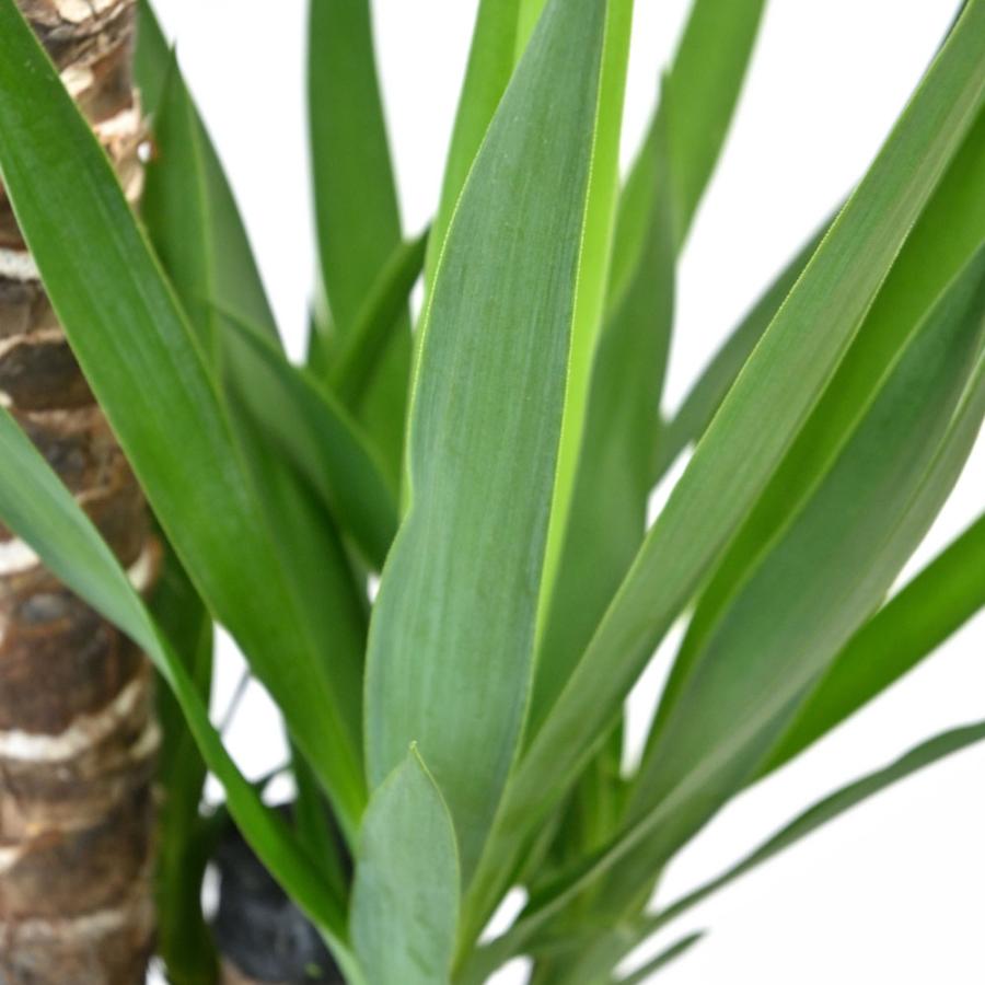 観葉植物 本物 ユッカ・エレファンティペス 10号鉢 寒さに強い 青年の
