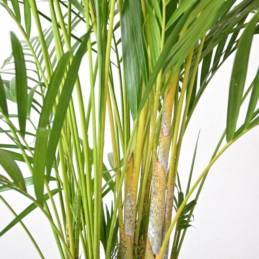 観葉植物 本物 アレカヤシ 10号鉢 大型 通販 人気 背が高い 観葉植物 本物 アレカヤシ 10号鉢 大型 通販 人気 背が高い