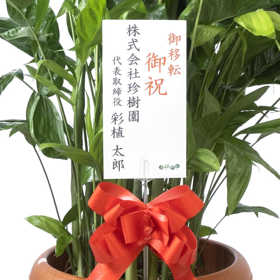 観葉植物 本物 高性チャメドレア 10号鉢 大型 室内用 インテリア 観葉植物 本物 高性チャメドレア 10号鉢 大型 室内用 インテリア