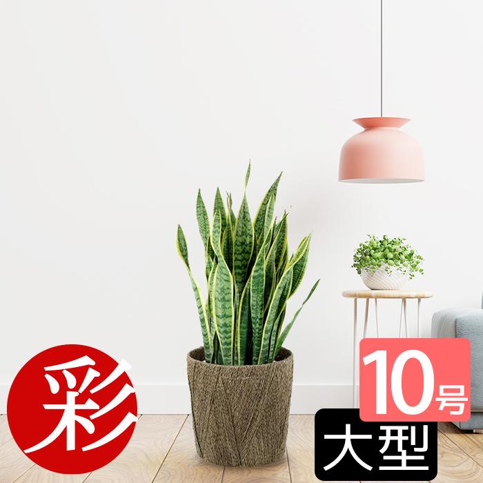 観葉植物 サンスベリア ローレンティー 10号鉢 大型 室内用 インテリア おしゃれ サンセベリア ローレンティー Rg1000 観葉植物の専門店 彩植健美 通販 Yahoo ショッピング