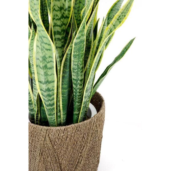 観葉植物 本物 サンスベリア ローレンティー 10号鉢 大型 室内用