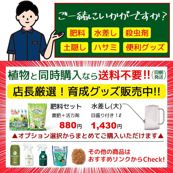 観葉植物 エバーフレッシュ 8号鉢 大型 室内用 インテリア おしゃれ 開店祝い お祝い 新築祝い 風水 室内 育てやすい ねむの木 Rg 観葉植物の専門店 彩植健美 通販 Yahoo ショッピング